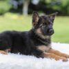 Image of Kyrie, a German Shepherd puppy