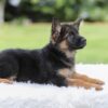 Image of Kyrie, a German Shepherd puppy