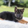 Image of Kyrie, a German Shepherd puppy