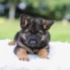 Image of Kyrie, a German Shepherd puppy