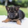 Image of Kyrie, a German Shepherd puppy