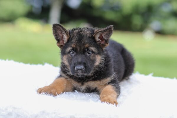 Image of Kyrie, a German Shepherd puppy