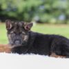 Image of Kyrie, a German Shepherd puppy