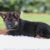 Image of Kyrie, a German Shepherd puppy