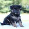 Image of Layla, a German Shepherd puppy