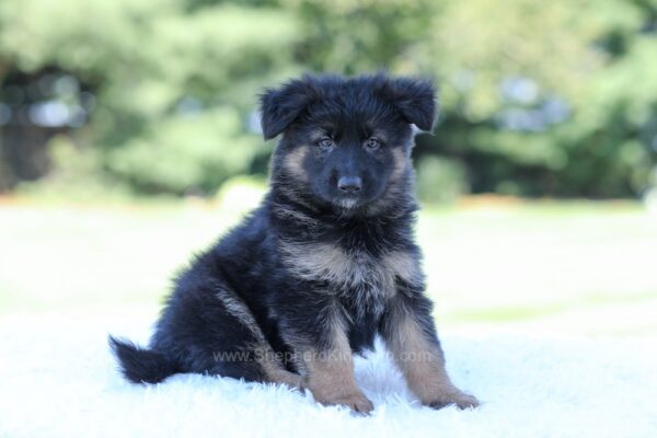 Image of Layla, a German Shepherd puppy
