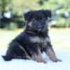 Image of Layla, a German Shepherd puppy