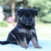 Image of Layla, a German Shepherd puppy