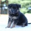 Image of Layla, a German Shepherd puppy
