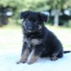 Image of Layla, a German Shepherd puppy