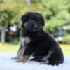 Image of Leo, a German Shepherd puppy