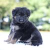 Image of Leo, a German Shepherd puppy