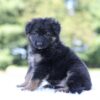 Image of Leo, a German Shepherd puppy
