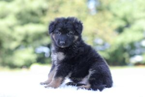 Image of Leo, a German Shepherd puppy