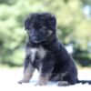 Image of Leo, a German Shepherd puppy