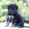 Image of Leo, a German Shepherd puppy