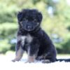 Image of Leo, a German Shepherd puppy