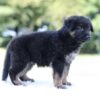 Image of Leo, a German Shepherd puppy