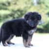 Image of Leo, a German Shepherd puppy