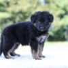 Image of Leo, a German Shepherd puppy