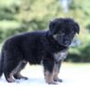 Image of Leo, a German Shepherd puppy