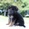 Image of Liam, a German Shepherd puppy