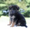 Image of Liam, a German Shepherd puppy