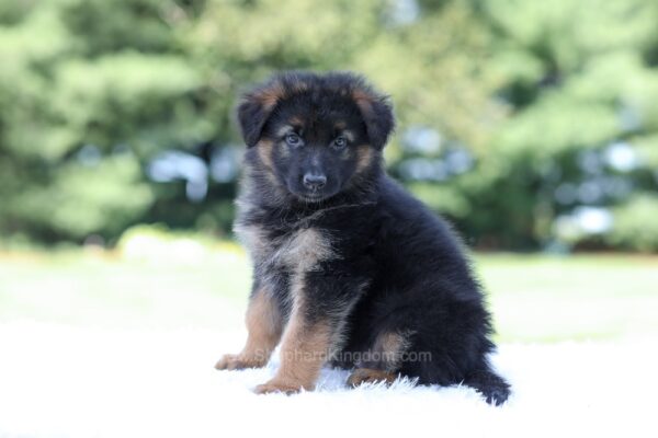 Image of Liam, a German Shepherd puppy