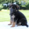 Image of Liam, a German Shepherd puppy