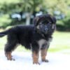Image of Liam, a German Shepherd puppy