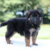 Image of Liam, a German Shepherd puppy