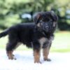 Image of Liam, a German Shepherd puppy