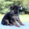 Image of Lilly, a German Shepherd puppy