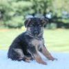 Image of Lilly, a German Shepherd puppy