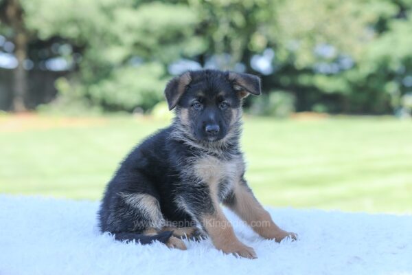 Image of Lilly, a German Shepherd puppy
