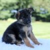 Image of Lilly, a German Shepherd puppy
