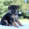 Image of Lilly, a German Shepherd puppy