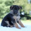 Image of Lilly, a German Shepherd puppy