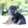 Image of Lilly, a German Shepherd puppy