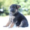 Image of Lilly, a German Shepherd puppy
