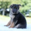 Image of Lilly, a German Shepherd puppy