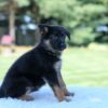 Image of Lucy, a German Shepherd puppy