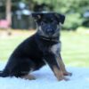 Image of Lucy, a German Shepherd puppy