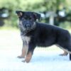 Image of Lucy, a German Shepherd puppy