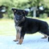 Image of Lucy, a German Shepherd puppy