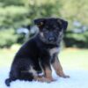 Image of Lucy, a German Shepherd puppy
