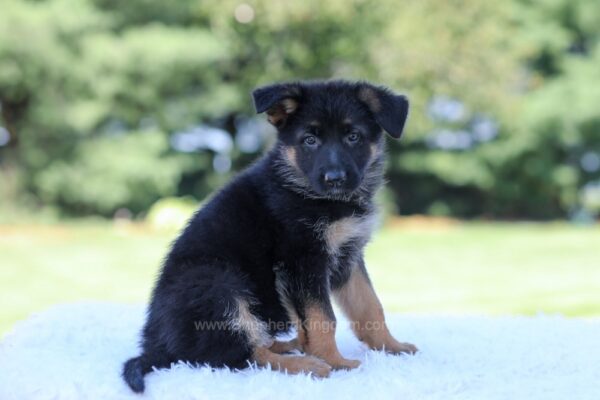 Image of Lucy, a German Shepherd puppy