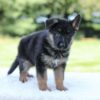 Image of Luke, a German Shepherd puppy