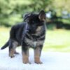 Image of Luke, a German Shepherd puppy