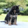 Image of Luke, a German Shepherd puppy